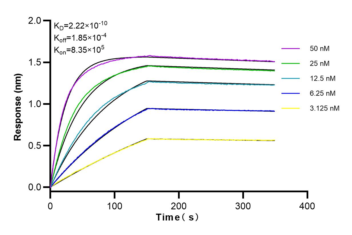 Affinity and Kinetic Characterization of 83724-6-RR