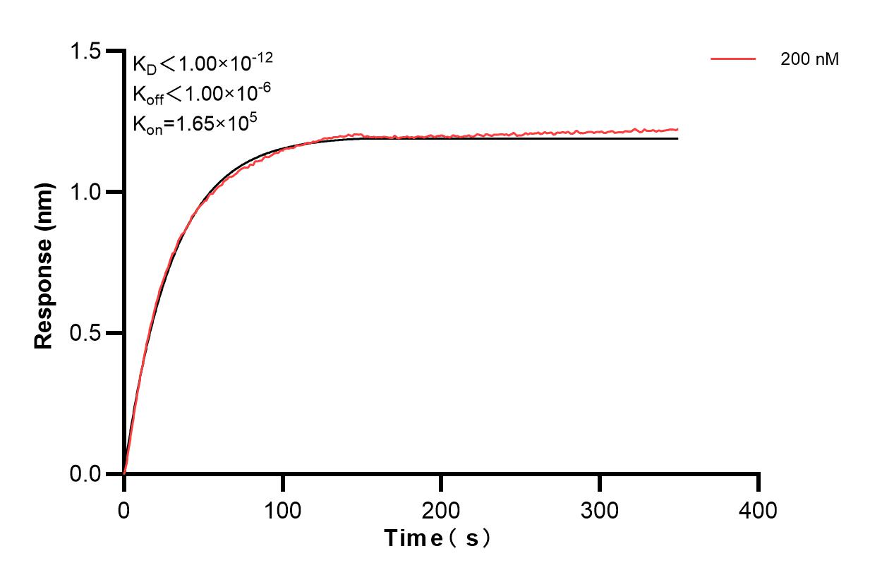 Biolayer interferometry (BLl) kinetic assay of 83737-5-PBS against Human Osteoprotegerin/TNFRSF11B was performed. The affinity constant is below 1 pM. Affinity and Kinetic Characterization of 83737-5-PBS