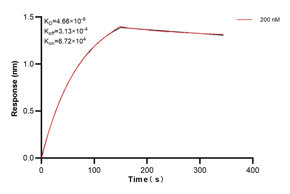 Biolayer interferometry (BLl) kinetic assay of 83750-2-PBS against Human CKMT1A were performed. The affinity constant is 4.66 nM. Affinity of 83750-2-PBS