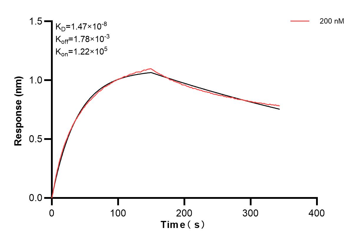 Biolayer interferometry (BLl) kinetic assay of 83750-3-PBS against Human CKMT1A was performed. The affinity constant is 14.7 nM. Affinity of 83750-3-PBS