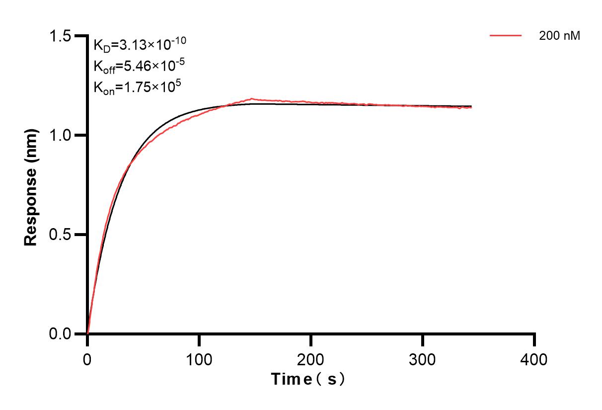 Biolayer interferometry (BLl) kinetic assay of 83779-4-PBS against Human BAG3 was performed. The affinity constant is 0.313 nM. Affinity of 83779-4-PBS