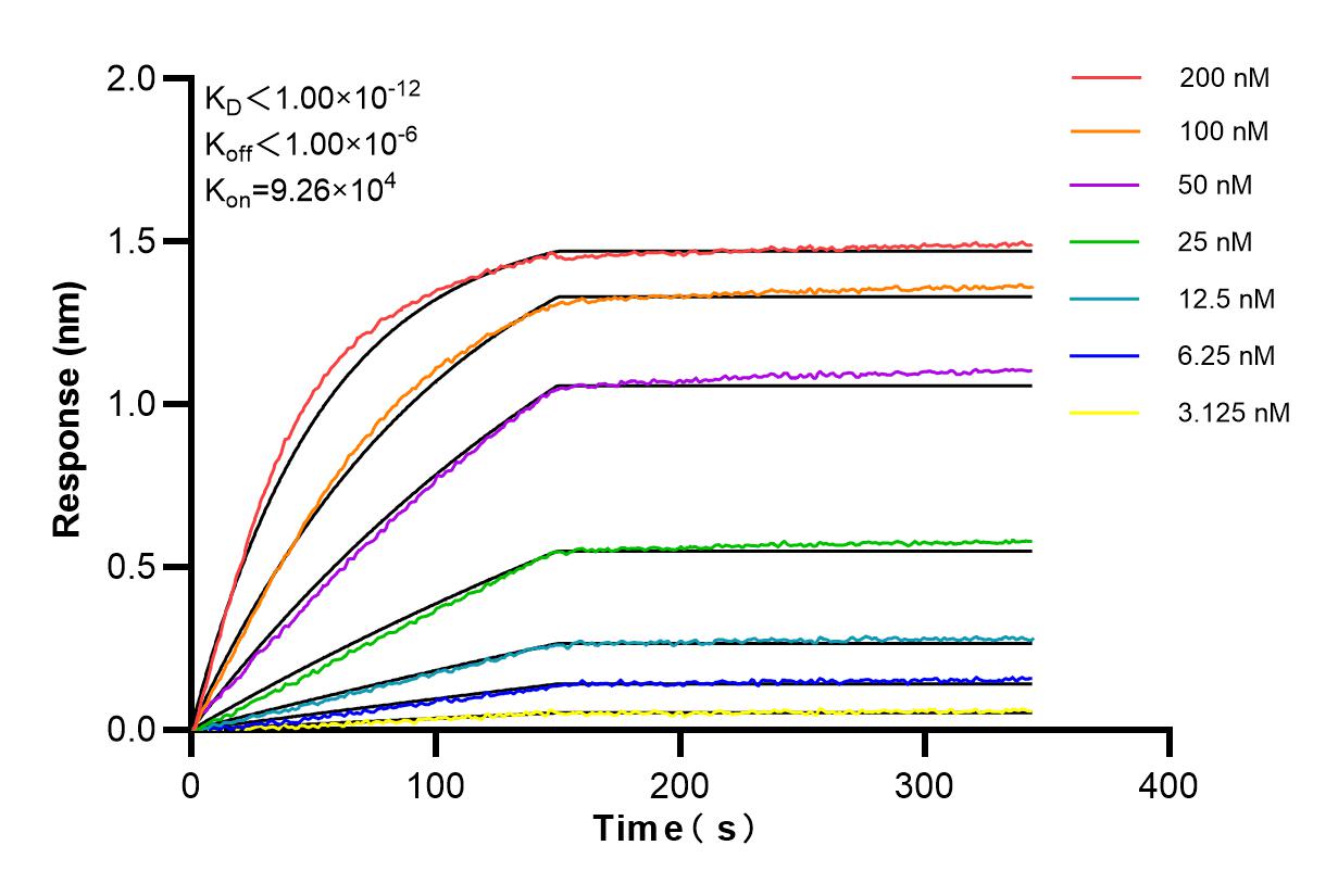 Affinity and Kinetic Characterization of 83780-3-RR