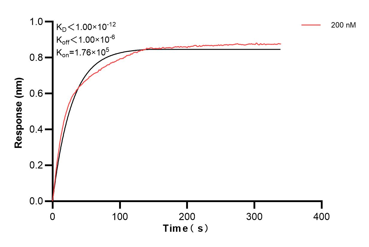 Biolayer interferometry (BLl) kinetic assay of 83787-2-PBS against Human SON was performed. The affinity constant is below 1 pM. Affinity and Kinetic Characterization of 83787-2-PBS
