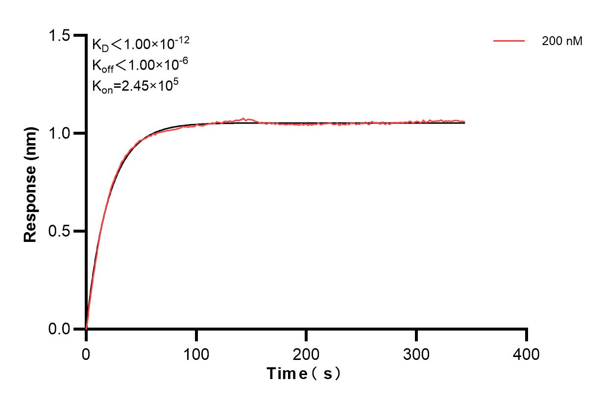 Biolayer interferometry (BLl) kinetic assay of 83787-3-PBS against Human SON was performed. The affinity constant is below 1 pM. Affinity and Kinetic Characterization of 83787-3-PBS
