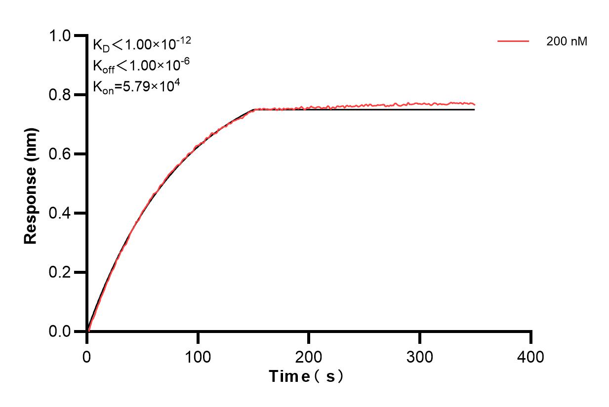 Biolayer interferometry (BLl) kinetic assay of 83852-5-PBS against Human MYOM3 was performed. The affinity constant is below 1 pM. Affinity and Kinetic Characterization of 83852-5-PBS