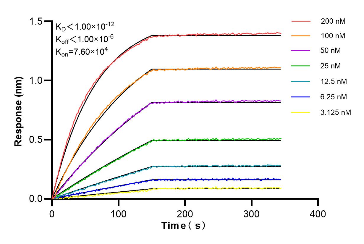 Affinity and Kinetic Characterization of 83876-2-RR