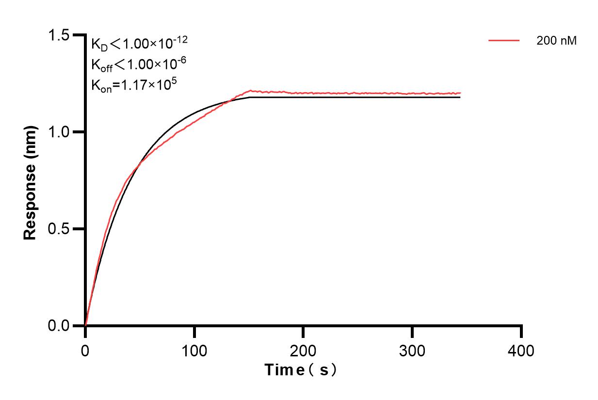 Biolayer interferometry (BLl) kinetic assay of 83888-2-PBS against Human MRPL16 was performed. The affinity constant is below 1 pM. Affinity of 83888-2-PBS