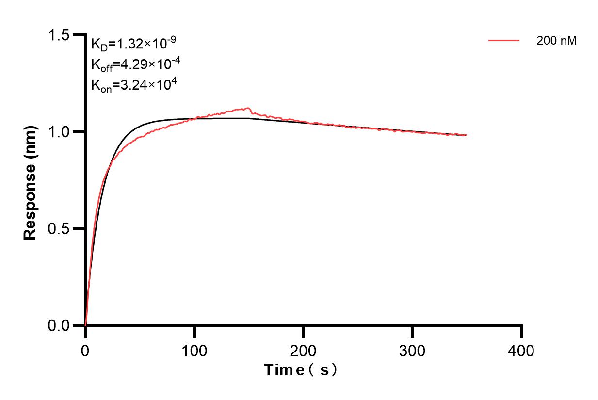Biolayer interferometry (BLl) kinetic assay of 83897-3-PBS against Human SIK1 was performed. The affinity constant is 1.32 nM. Affinity and Kinetic Characterization of 83897-3-PBS