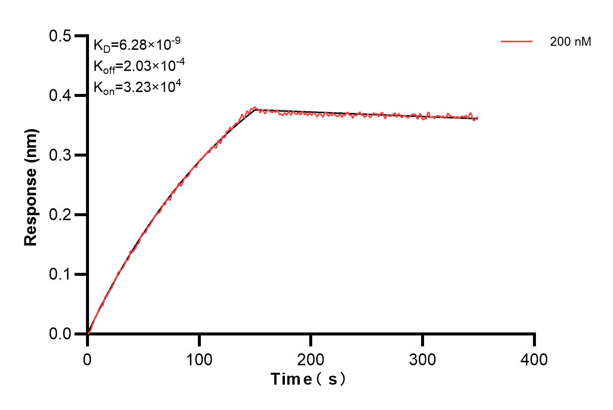 Biolayer interferometry (BLl) kinetic assay of 83967-4-PBS against Human GILZ was performed. The affinity constant is 6.28 nM. Affinity and Kinetic Characterization of 83967-4-PBS