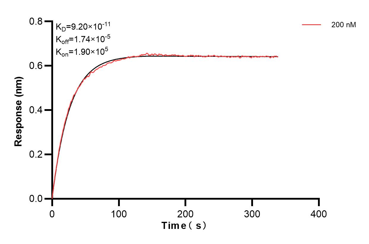 Biolayer interferometry (BLl) kinetic assay of 83974-1-PBS against Human RNGTT was performed. The affinity constant is 92.0 pM. Affinity and Kinetic Characterization of 83974-1-PBS