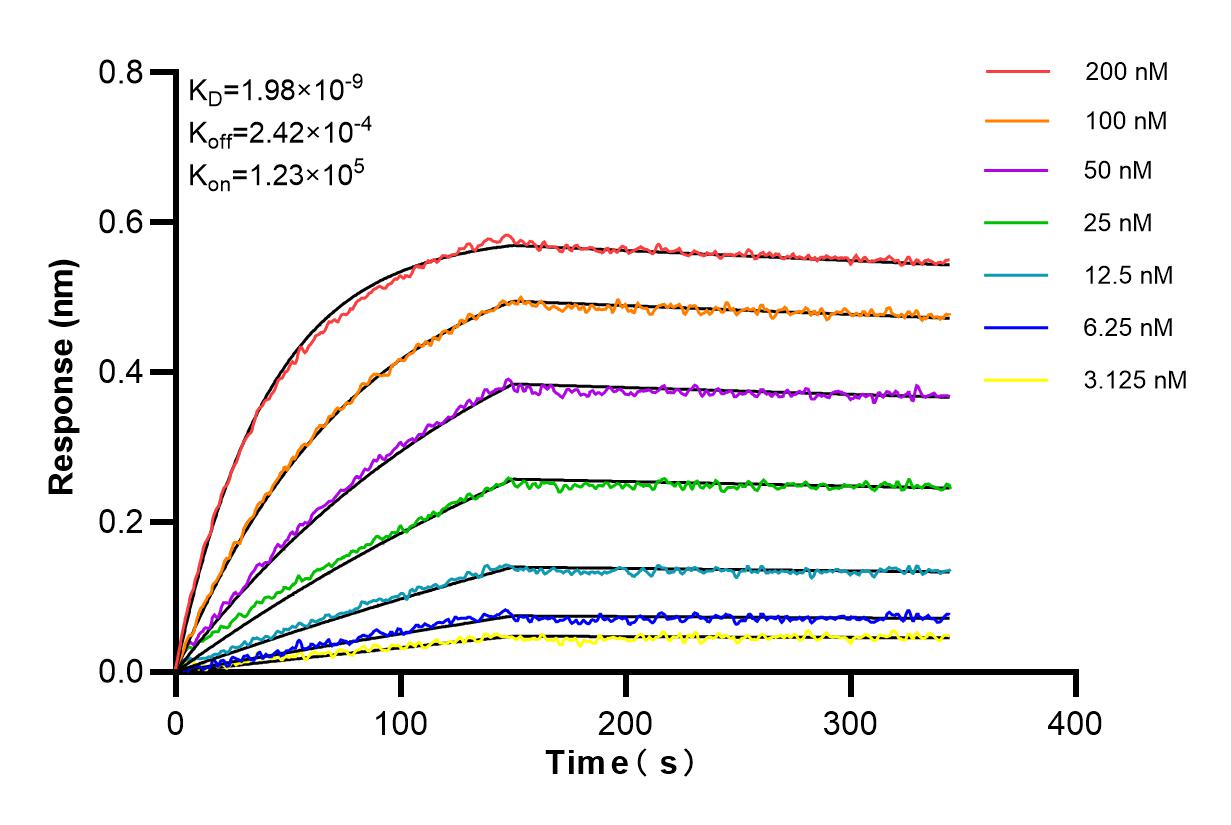 Affinity and Kinetic Characterization of 83986-2-RR