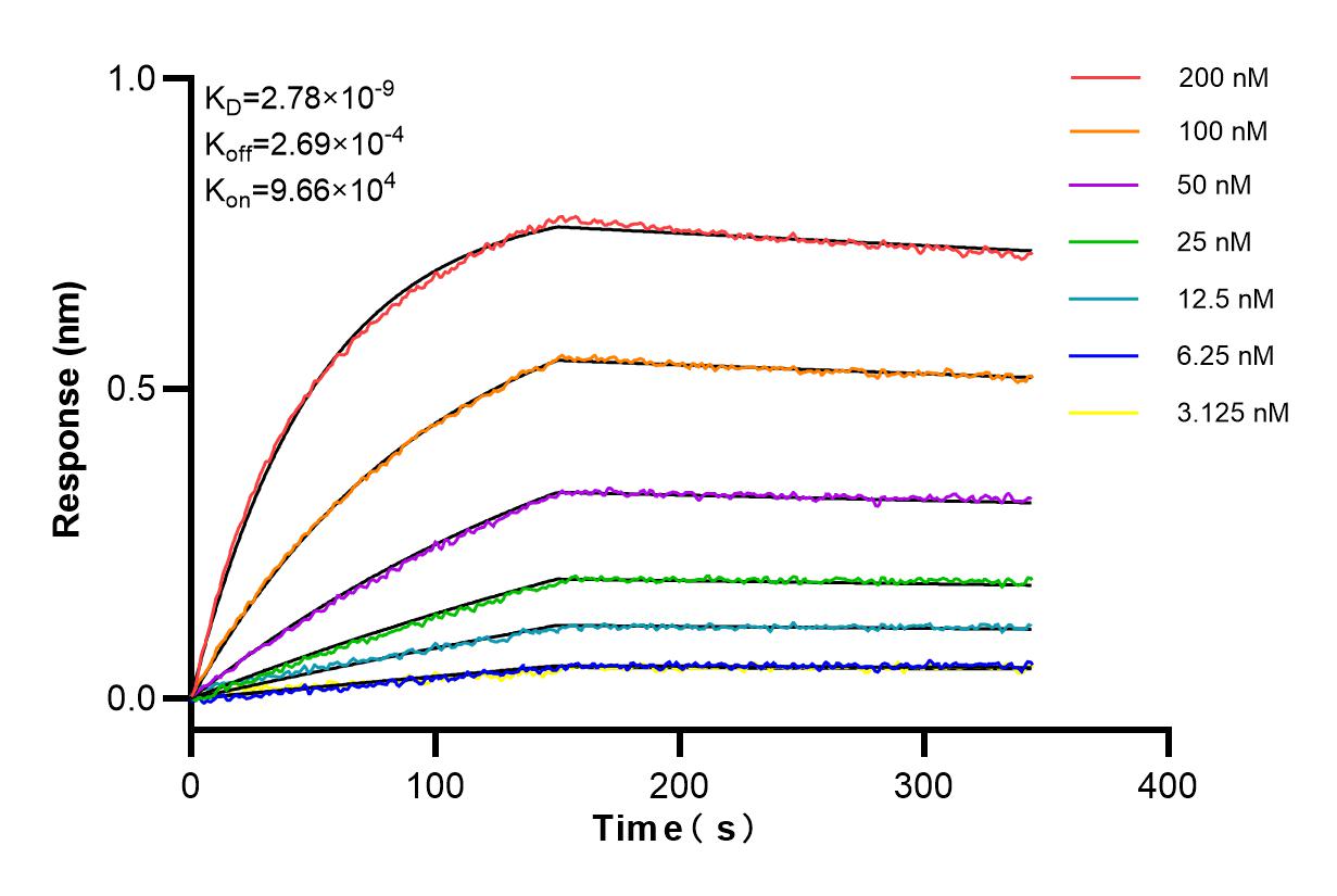 Affinity and Kinetic Characterization of 83991-4-RR