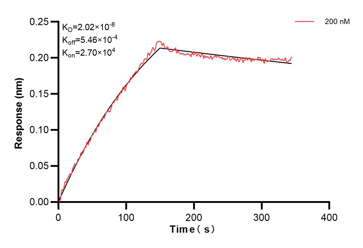 Biolayer interferometry (BLl) kinetic assay of 84011-5-PBS against Human ABR was performed. The affinity constant is 20.2 nM. Affinity of 84011-5-PBS