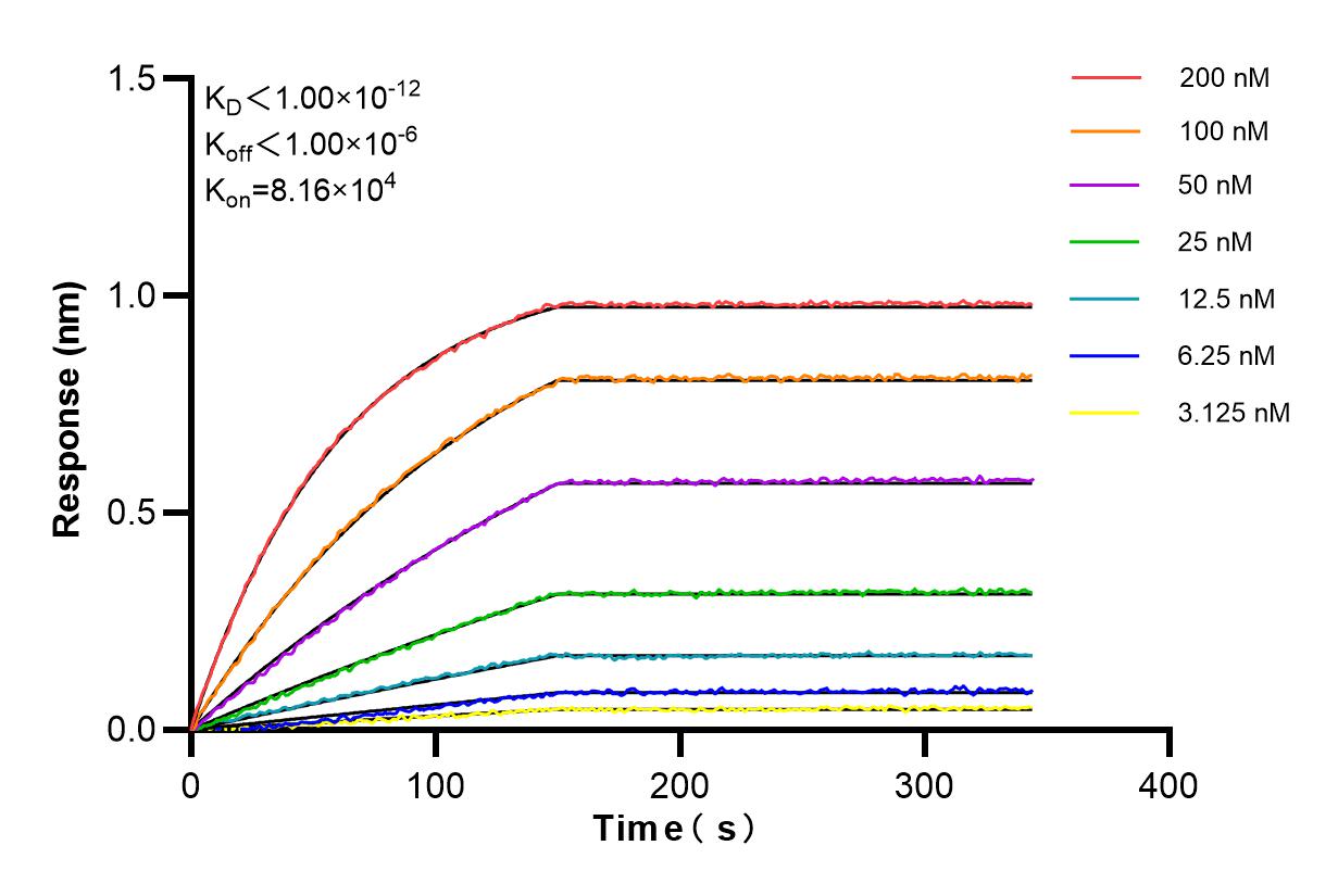 Affinity and Kinetic Characterization of 84020-3-RR