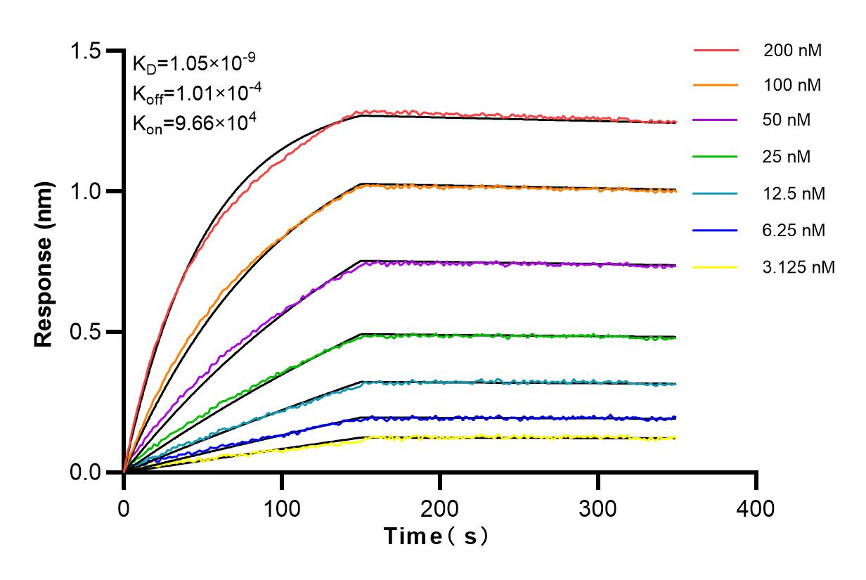 Affinity and Kinetic Characterization of 84023-1-RR