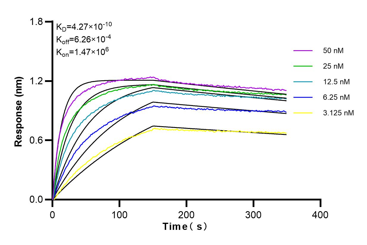 Affinity and Kinetic Characterization of 84068-4-RR