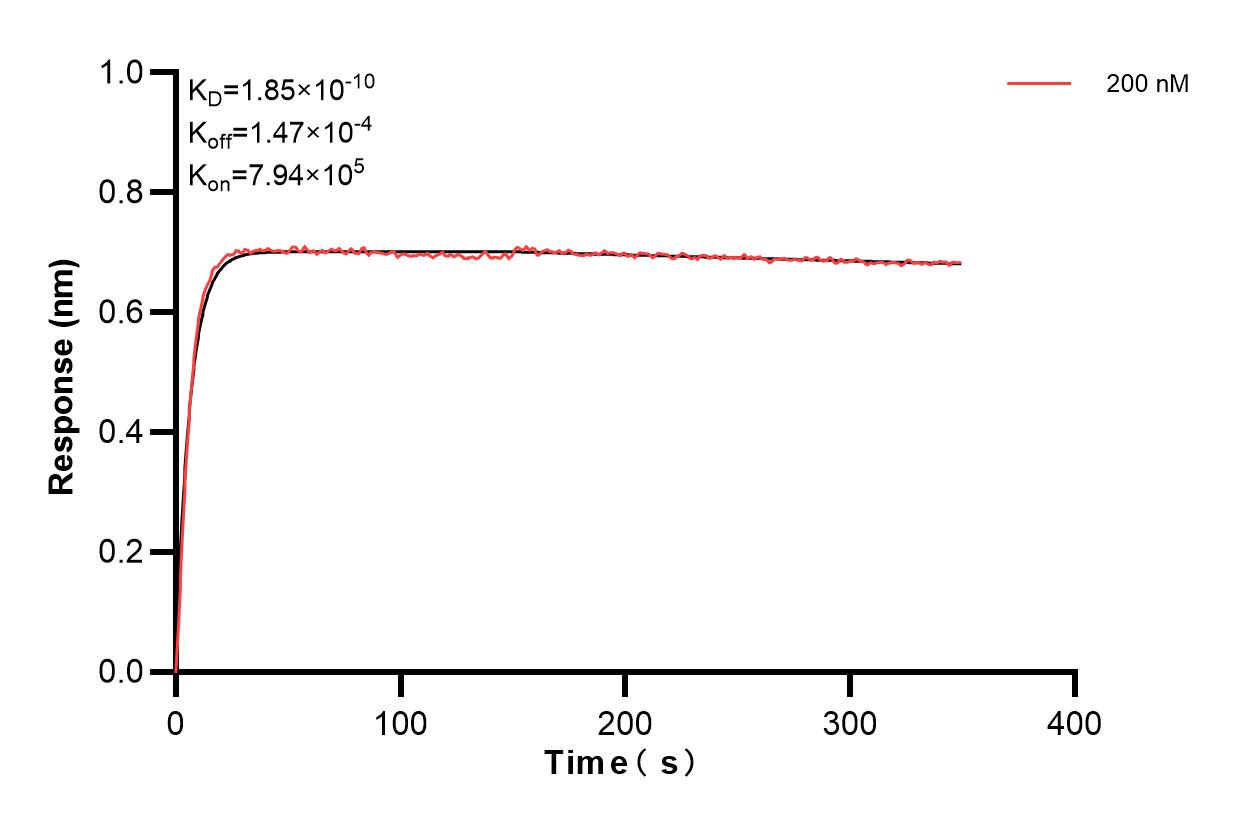 Biolayer interferometry (BLl) kinetic assay of 84074-1-PBS against Human NOTCH2 was performed. The affinity constant is 1.85 nM. Affinity and Kinetic Characterization of 84074-1-PBS