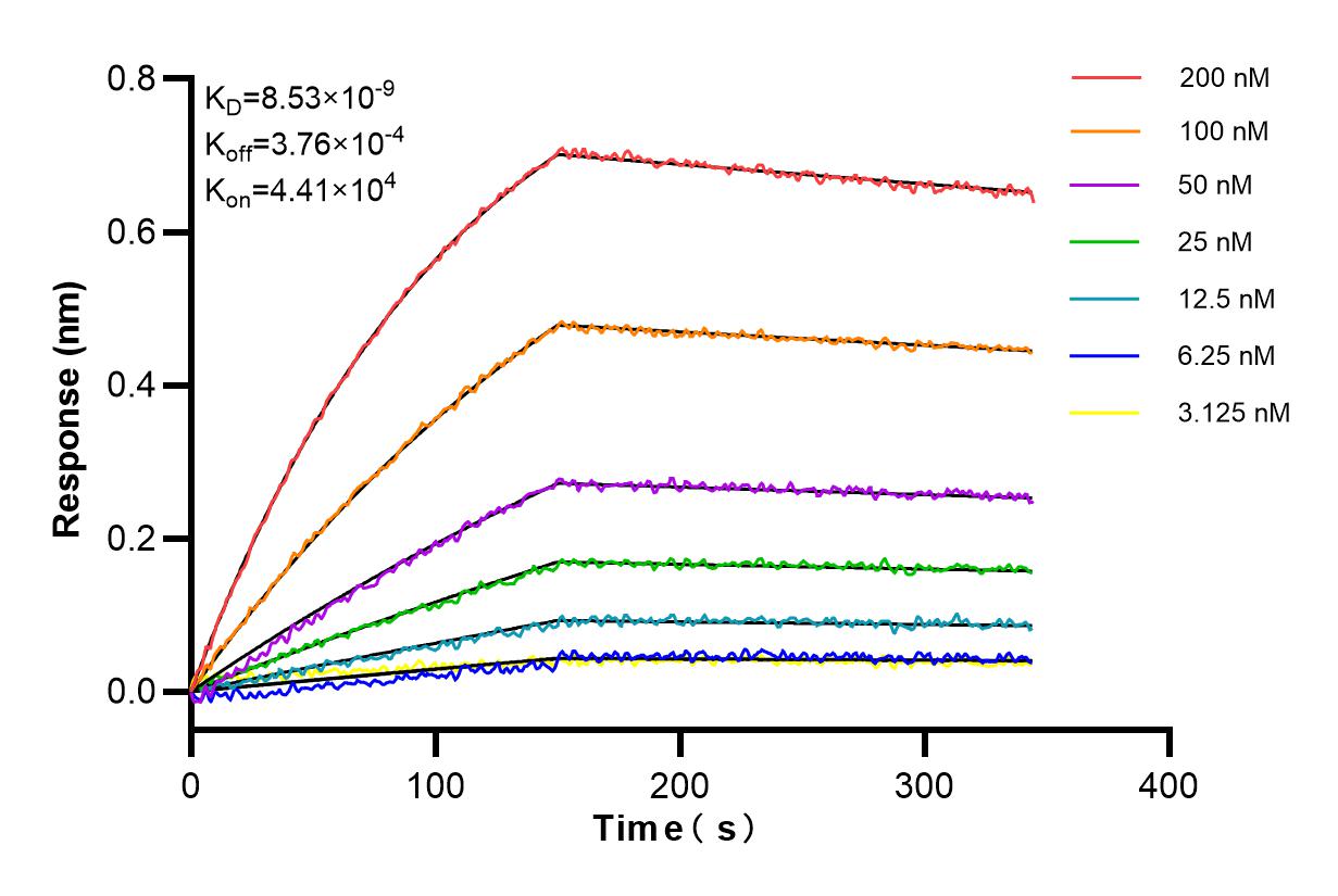Affinity and Kinetic Characterization of 84080-3-RR
