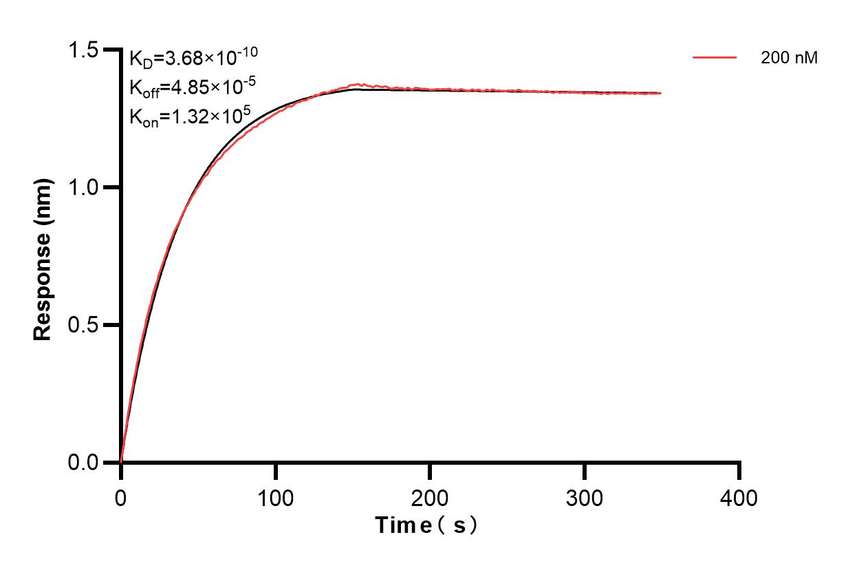 Biolayer interferometry (BLl) kinetic assay of 84101-8-PBS against Human Complement factor B was performed. The affinity constant is 0.368 nM. Affinity of 84101-8-PBS