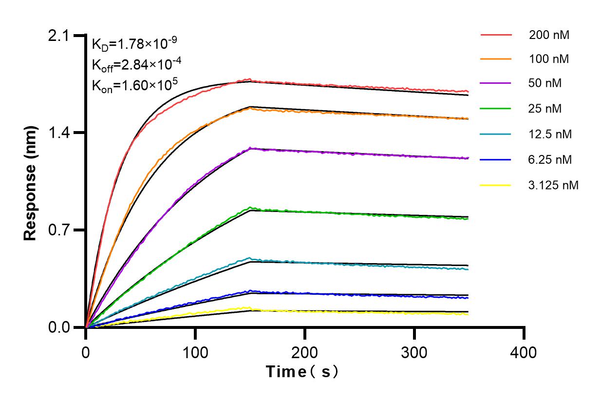 Affinity and Kinetic Characterization of 84131-2-RR