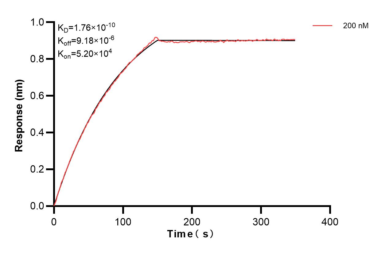 Biolayer interferometry (BLl) kinetic assay of 84134-1-PBS against Human PCDH8 was performed. The affinity constant is 0.176 nM. Affinity and Kinetic Characterization of 84134-1-PBS