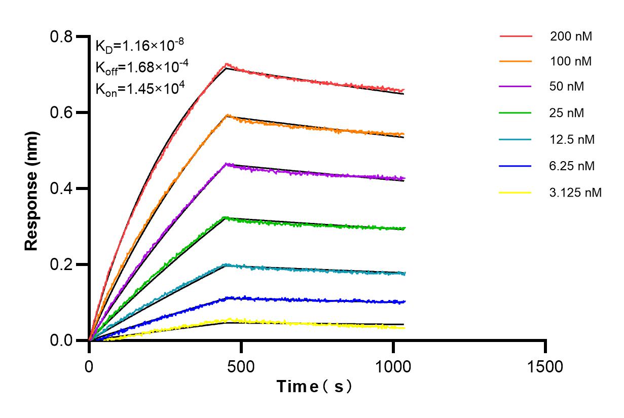 Affinity and Kinetic Characterization of 84155-2-RR