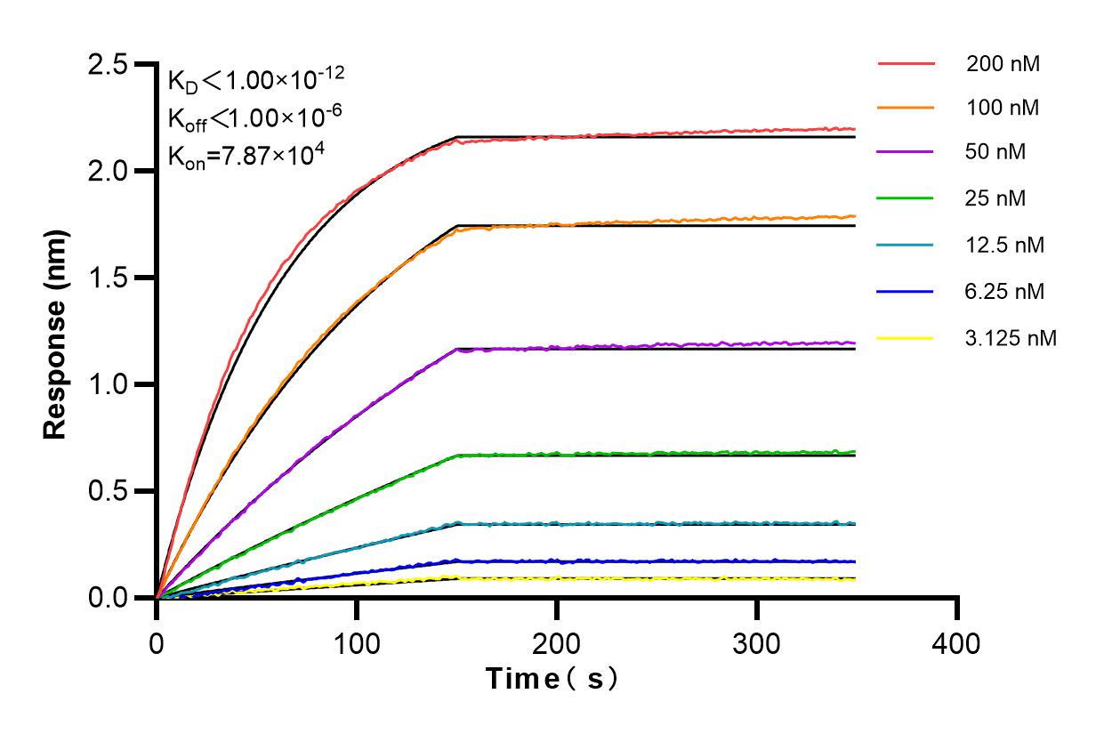 Affinity and Kinetic Characterization of 84163-3-RR