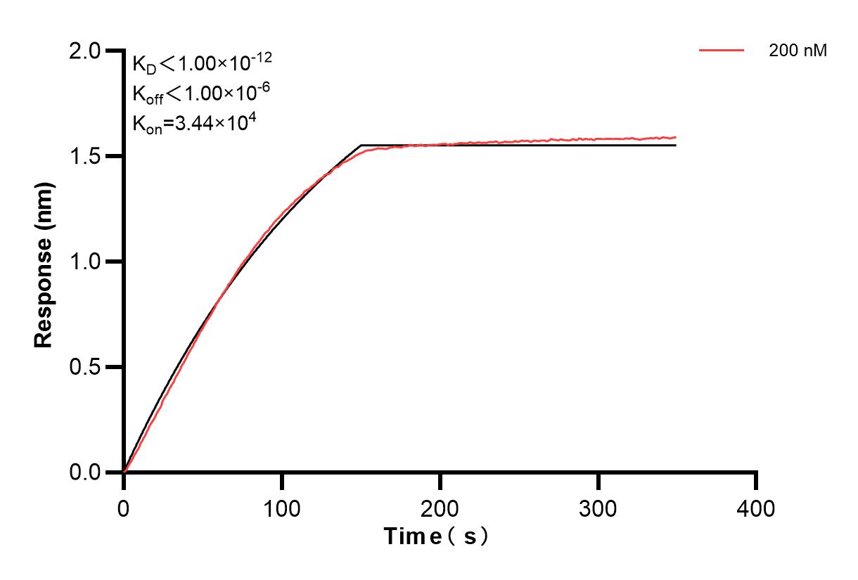 Biolayer interferometry (BLl) kinetic assays of 84173-1-PBS against Human DPP3 were performed. The affinity constant is below 1 pM. Affinity and Kinetic Characterization of 84173-1-PBS