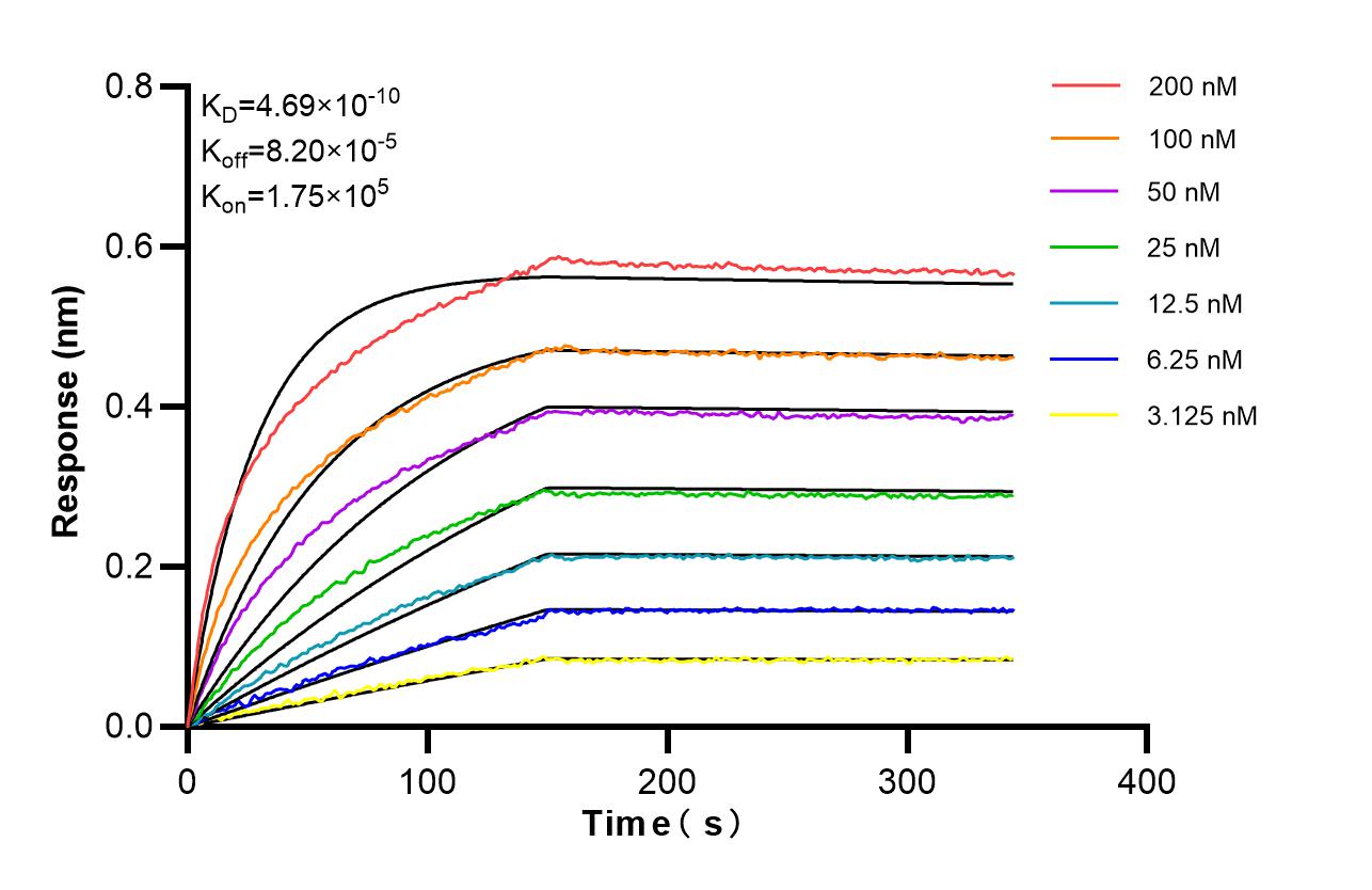 Affinity of 84233-8-RR Affinity of 84233-8-RR