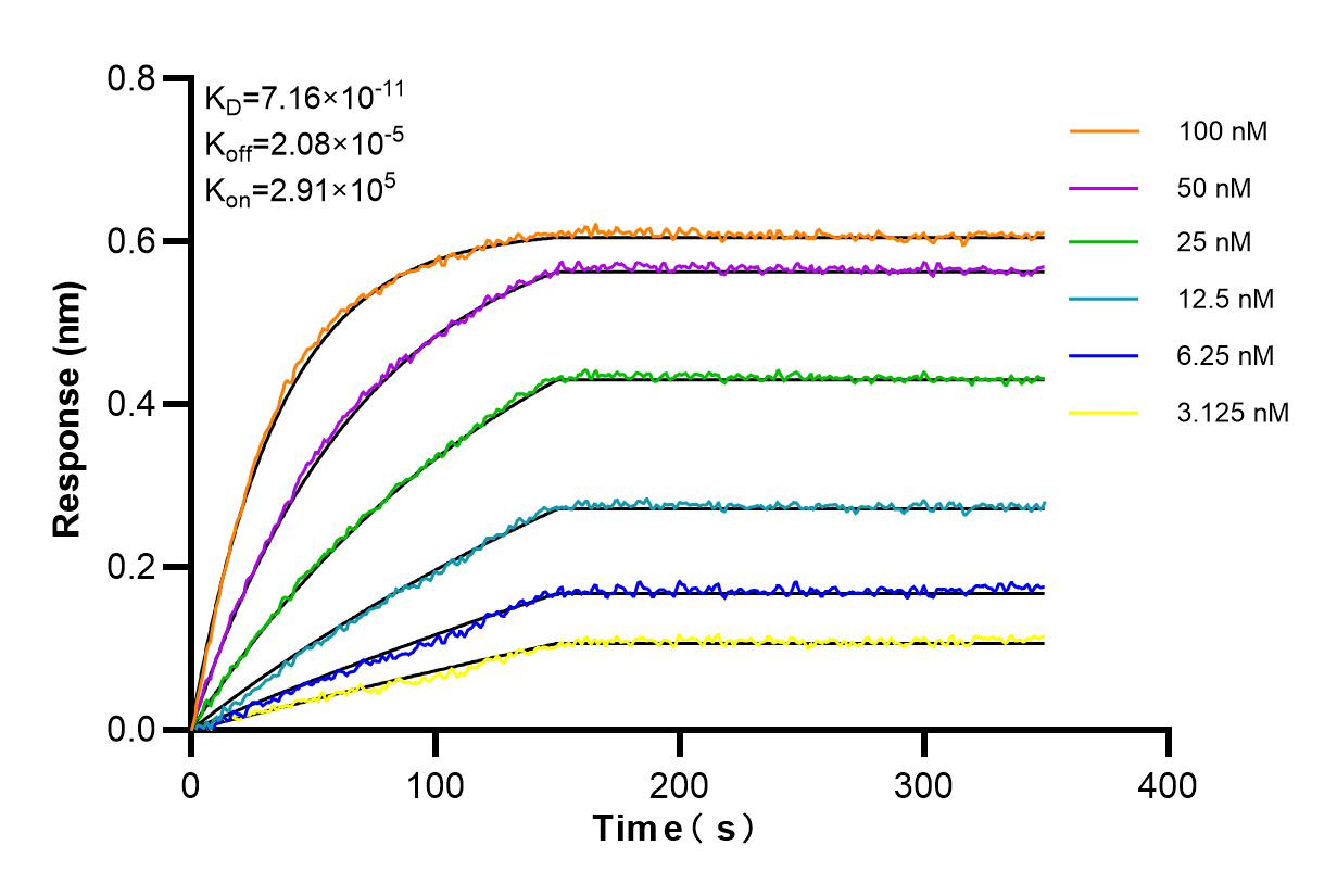 Affinity and Kinetic Characterization of 84237-5-RR