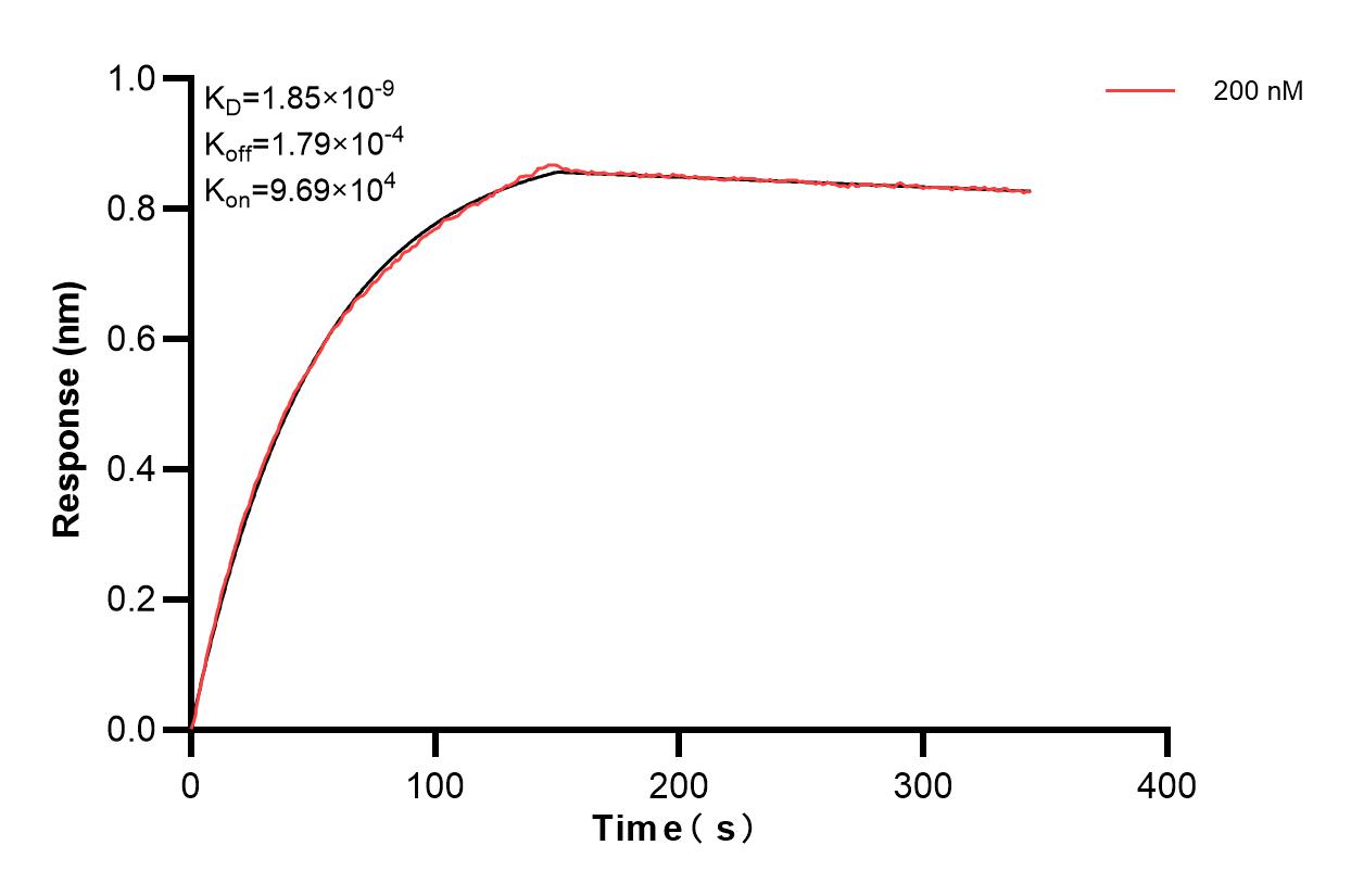 Biolayer interferometry (BLl) kinetic assay of 84251-3-PBS against Human COMMD9 were performed. The affinity constant is 1.85 nM. Affinity of 84251-3-PBS
