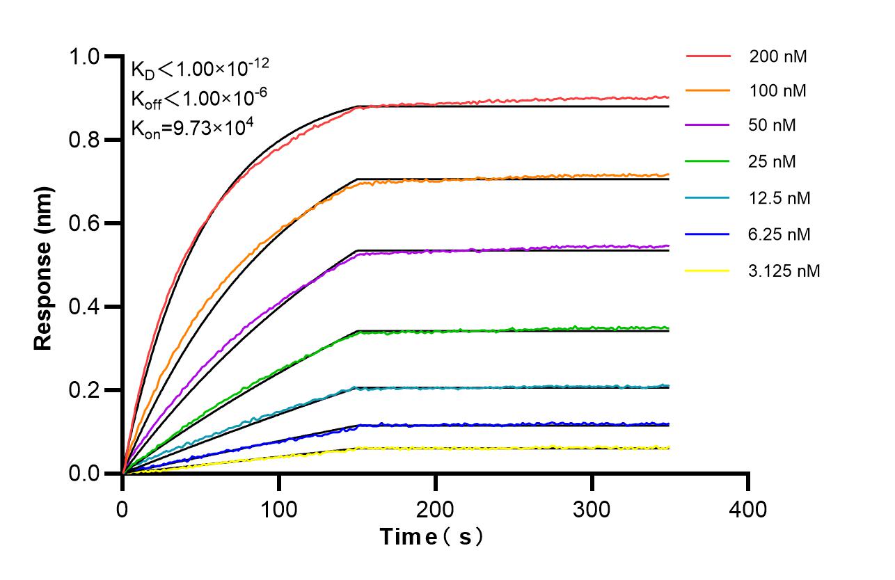 Biolayer interferometry (BLl) kinetic assays of <a class='green' href='/productredirect?CatalogNo=84256-1-RR' target='_blank'>84256-1-RR</a> against Human IL3RA/CD123 were performed. The affinity constant is below 1 pM. Affinity of 84256-1-RR