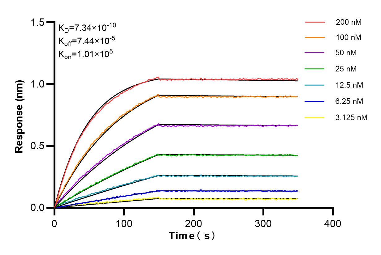 Affinity and Kinetic Characterization of 84274-1-RR