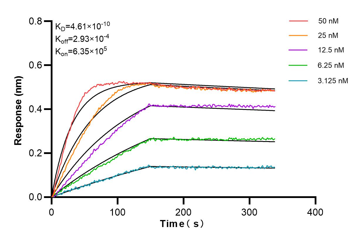 Affinity and Kinetic Characterization of 84280-1-RR
