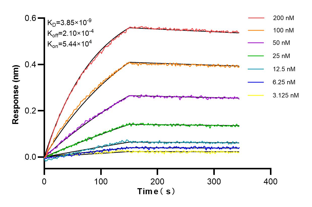 Affinity and Kinetic Characterization of 84335-2-RR