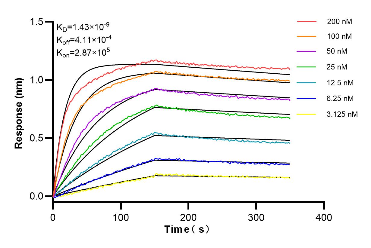 Affinity and Kinetic Characterization of 84343-3-RR