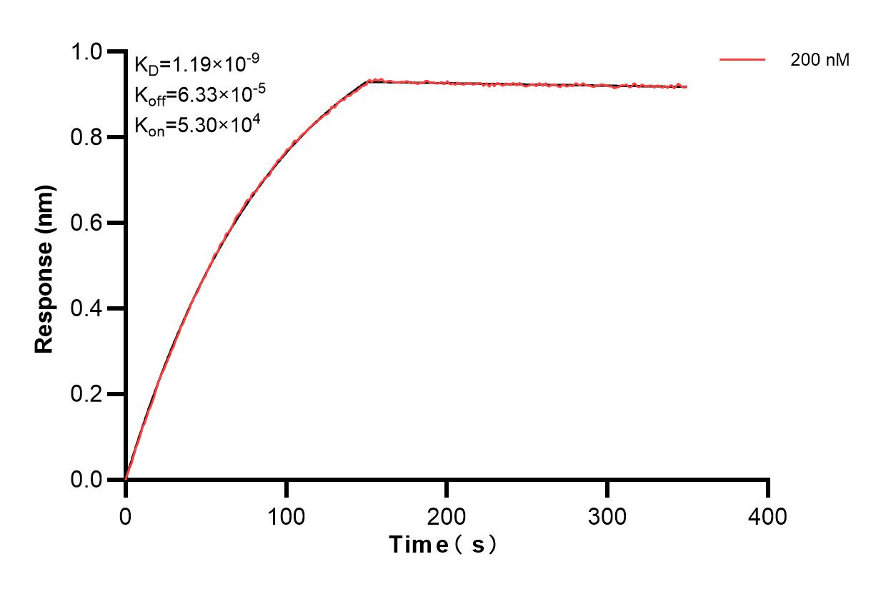 Biolayer interferometry (BLl) kinetic assay of 84372-2-PBS against Human IKKA was performed. The affinity constant is 1.19 nM. Affinity and Kinetic Characterization of 84372-2-PBS