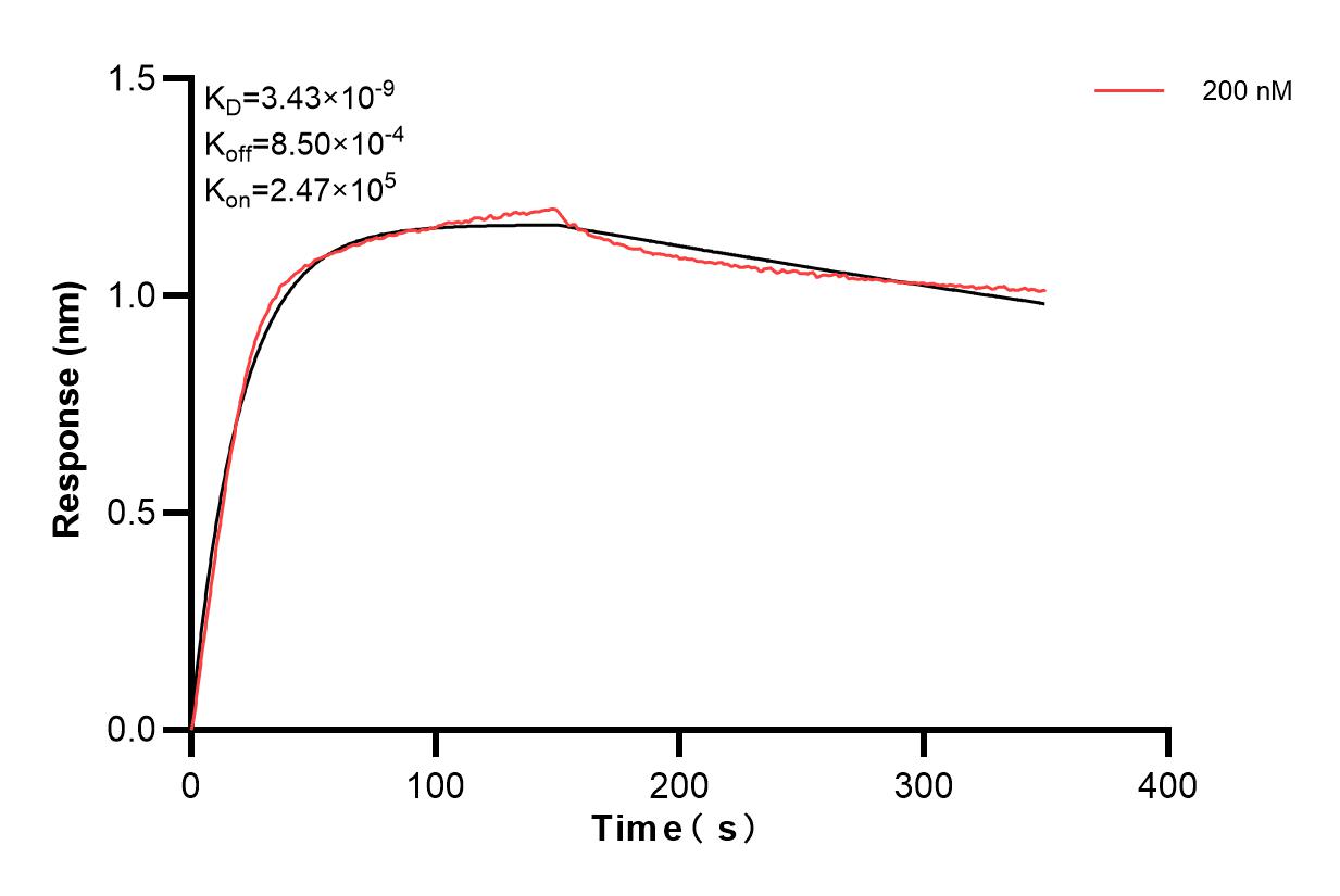 Biolayer interferometry (BLl) kinetic assay of 84372-3-PBS against Human IKKA was performed. The affinity constant is 3.43 nM. Affinity and Kinetic Characterization of 84372-3-PBS