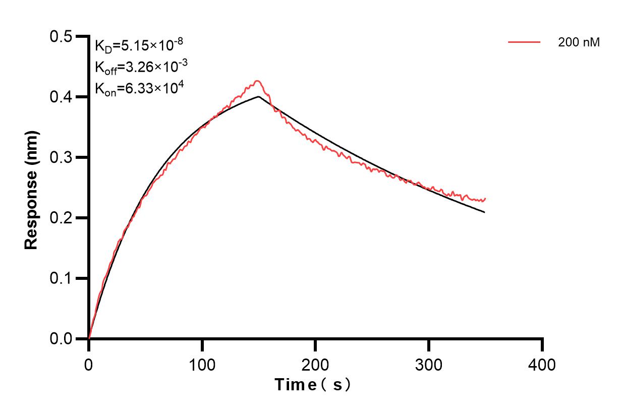 Biolayer interferometry (BLl) kinetic assay of 84391-4-PBS against Human IL-12RB1/CD212 was performed. The affinity constant is 51.5 nM. Affinity and Kinetic Characterization of 84391-4-PBS