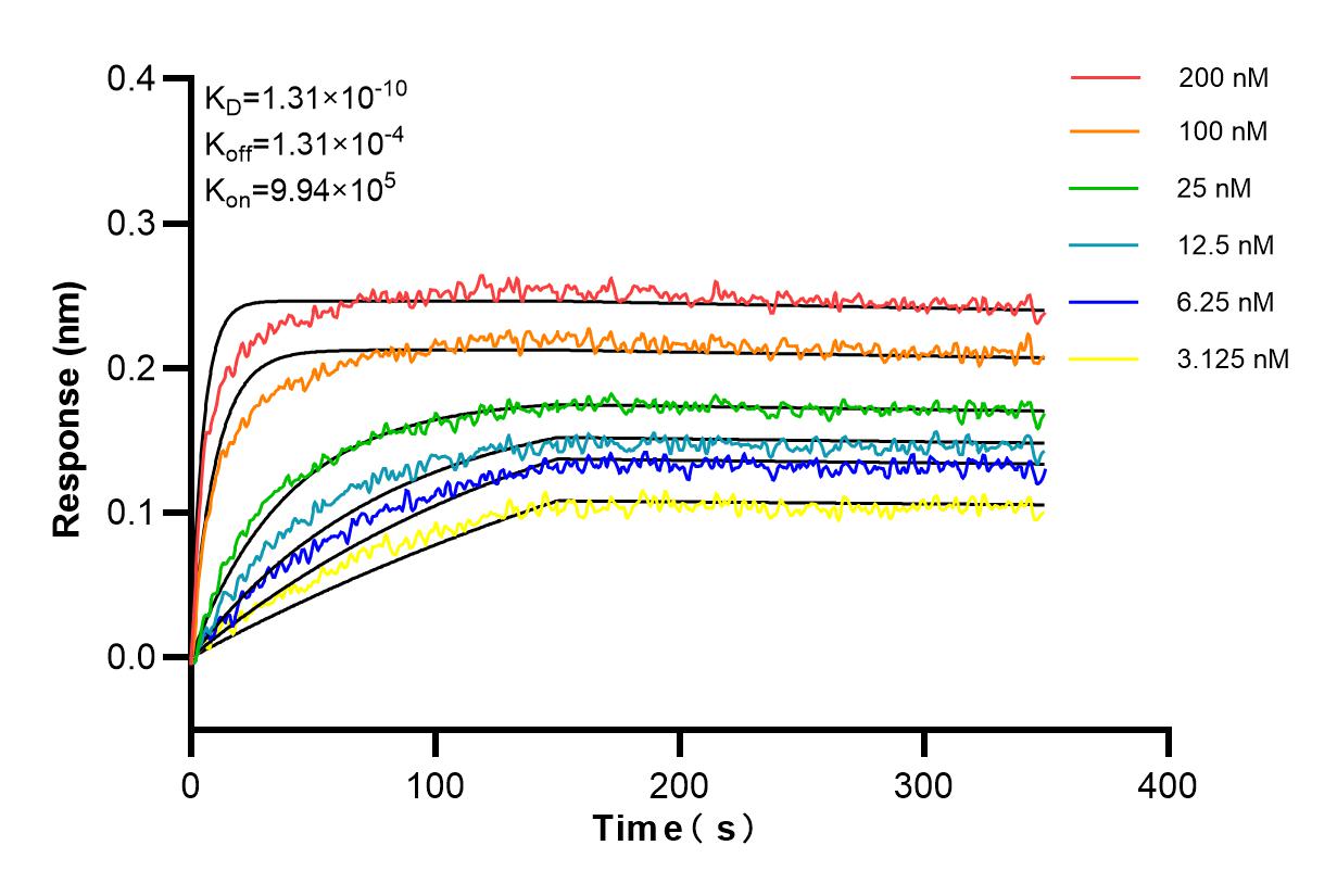 Affinity and Kinetic Characterization of 84452-1-RR