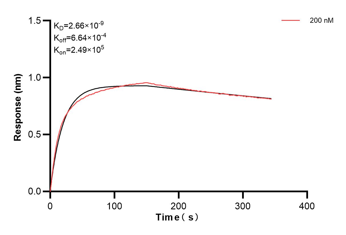 Biolayer interferometry (BLl) kinetic assays of 84473-5-PBS against Mouse Neutrophil elastase were performed. The affinity constant is 2.66 nM. Affinity and Kinetic Characterization of 84473-5-PBS