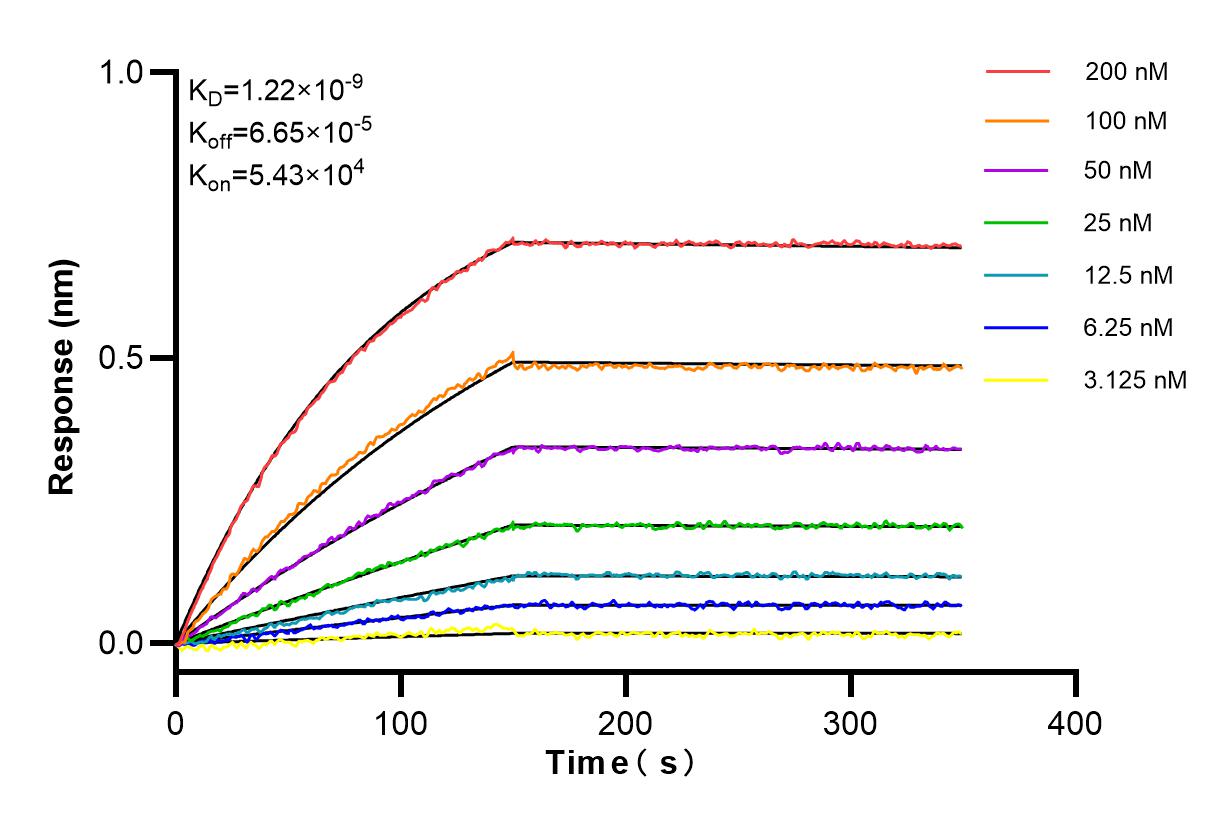Affinity and Kinetic Characterization of 84538-1-RR