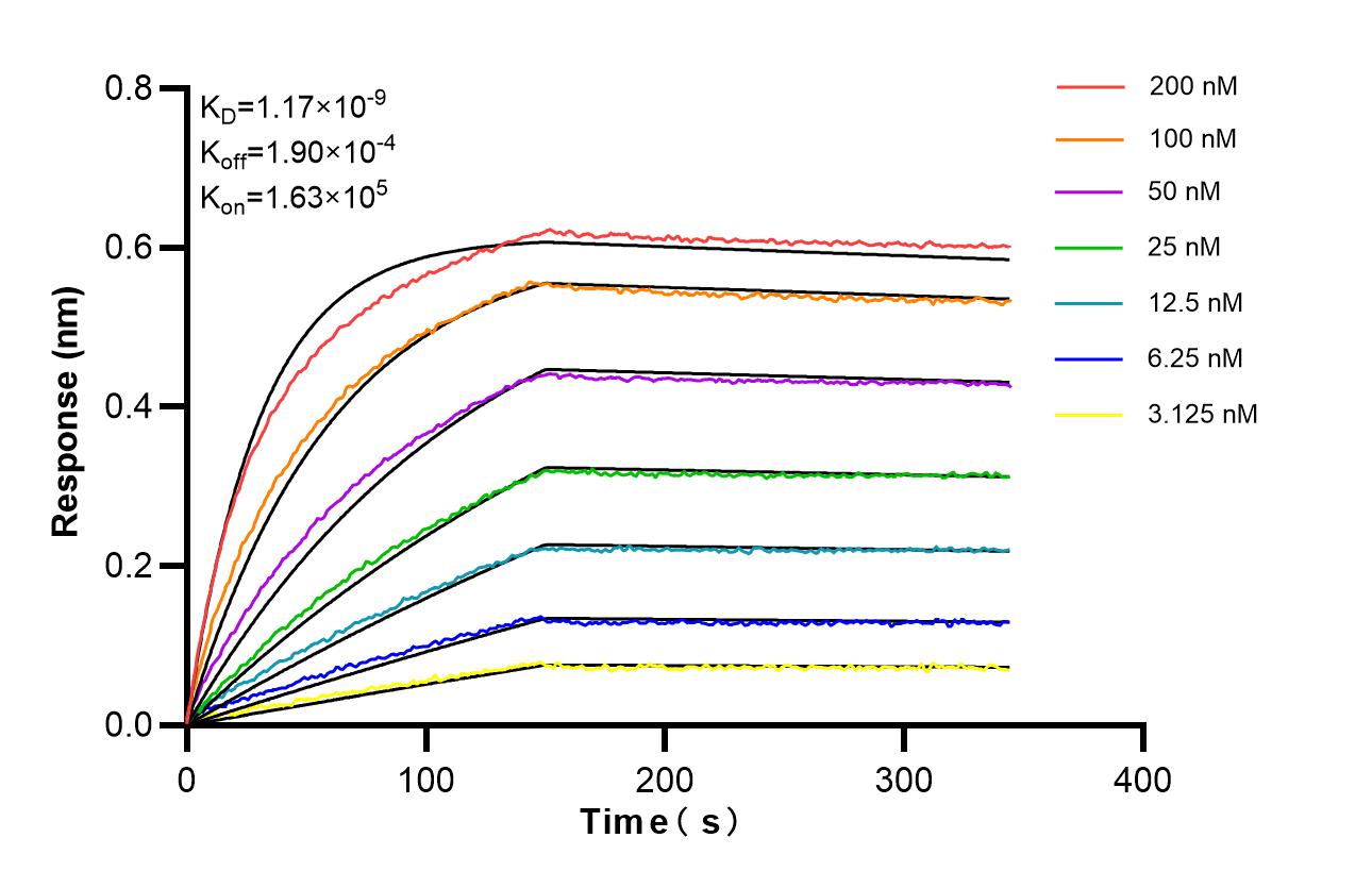 Affinity of 84564-11-RR Affinity of 84564-11-RR
