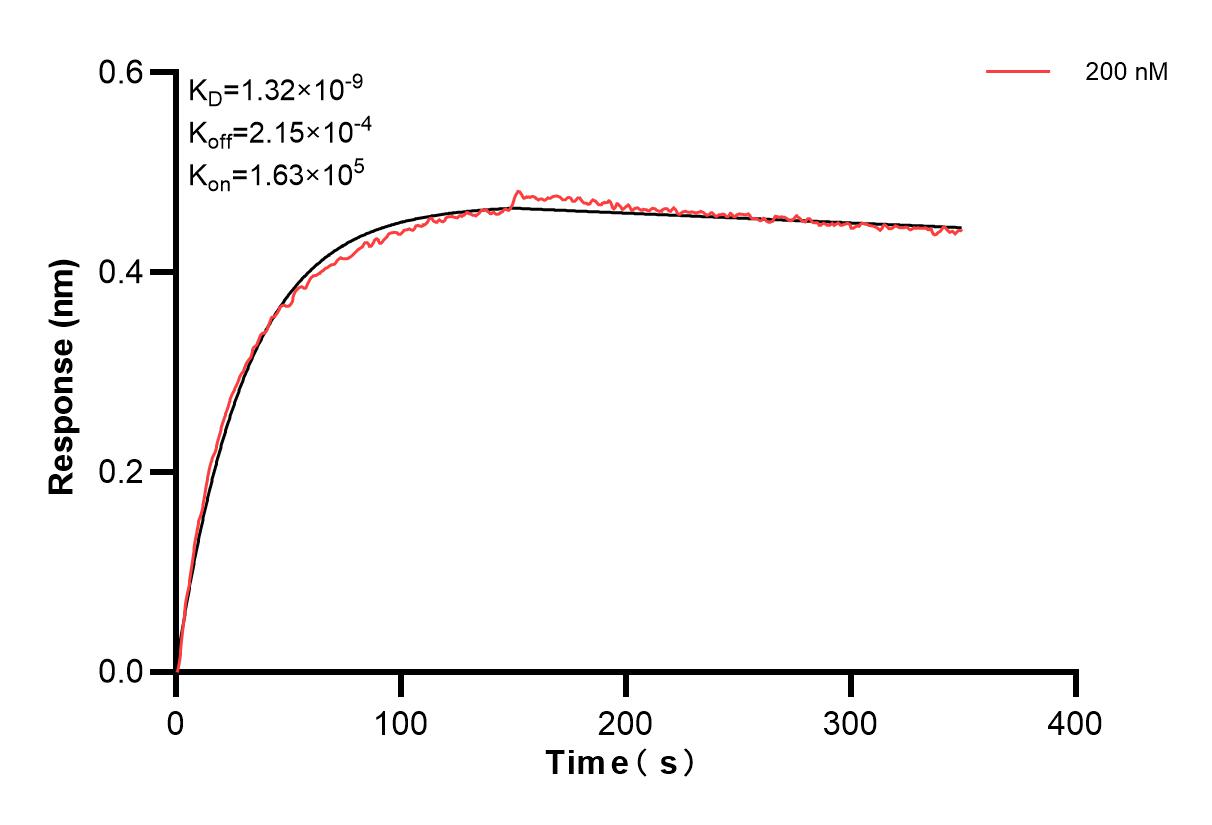 Biolayer interferometry (BLl) kinetic assays of 84600-2-PBS against Human TIM-1/KIM-1/HAVCR were performed. The affinity constant is 1.32 nM. Affinity and Kinetic Characterization of 84600-2-PBS
