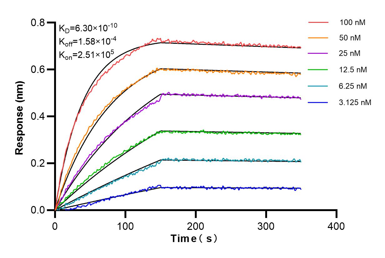Affinity and Kinetic Characterization of 84610-1-RR