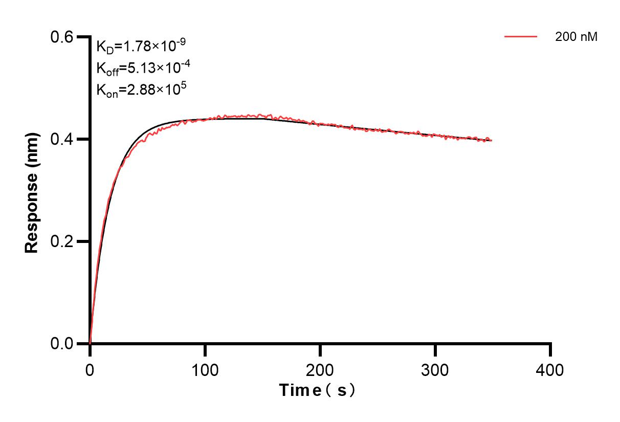 Biolayer interferometry (BLl) kinetic assays of 84621-1-PBS against Human SPARC were performed. The affinity constant is 1.78 nM. Affinity and Kinetic Characterization of 84621-1-PBS