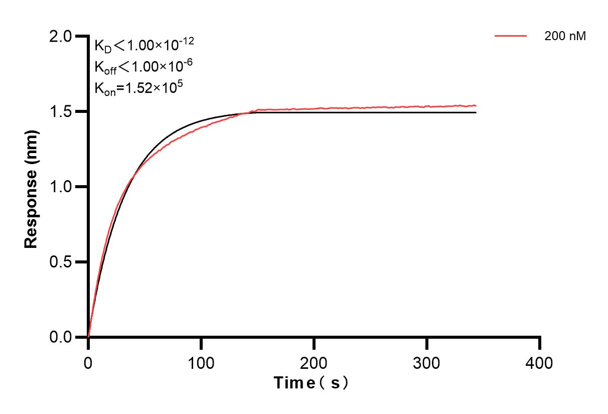Biolayer interferometry (BLl) kinetic assay of 84658-1-PBS against Human LAMP1 was performed. The affinity constant is below 1 pM. Affinity and Kinetic Characterization of 84658-1-PBS