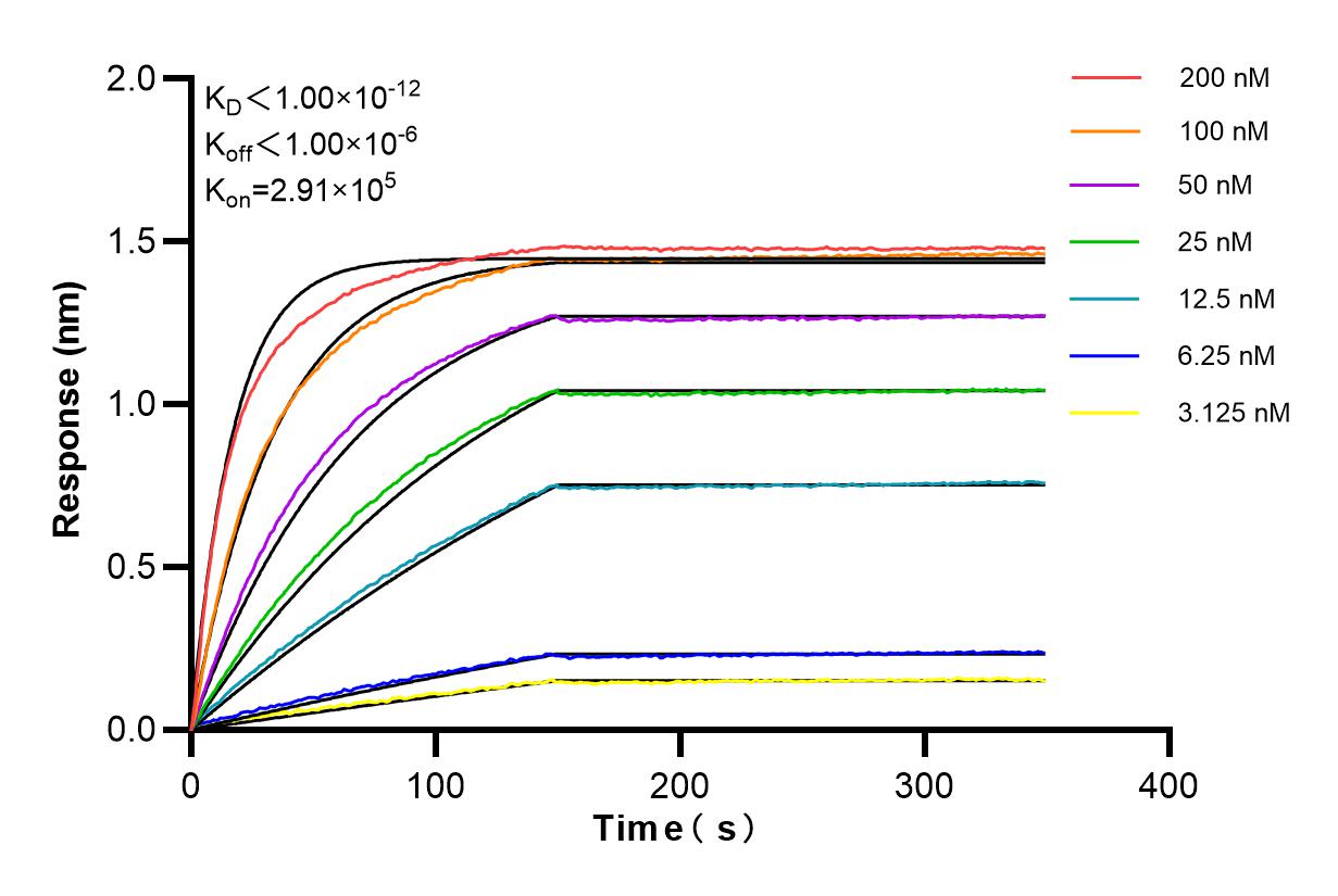 Affinity and Kinetic Characterization of 84699-1-RR