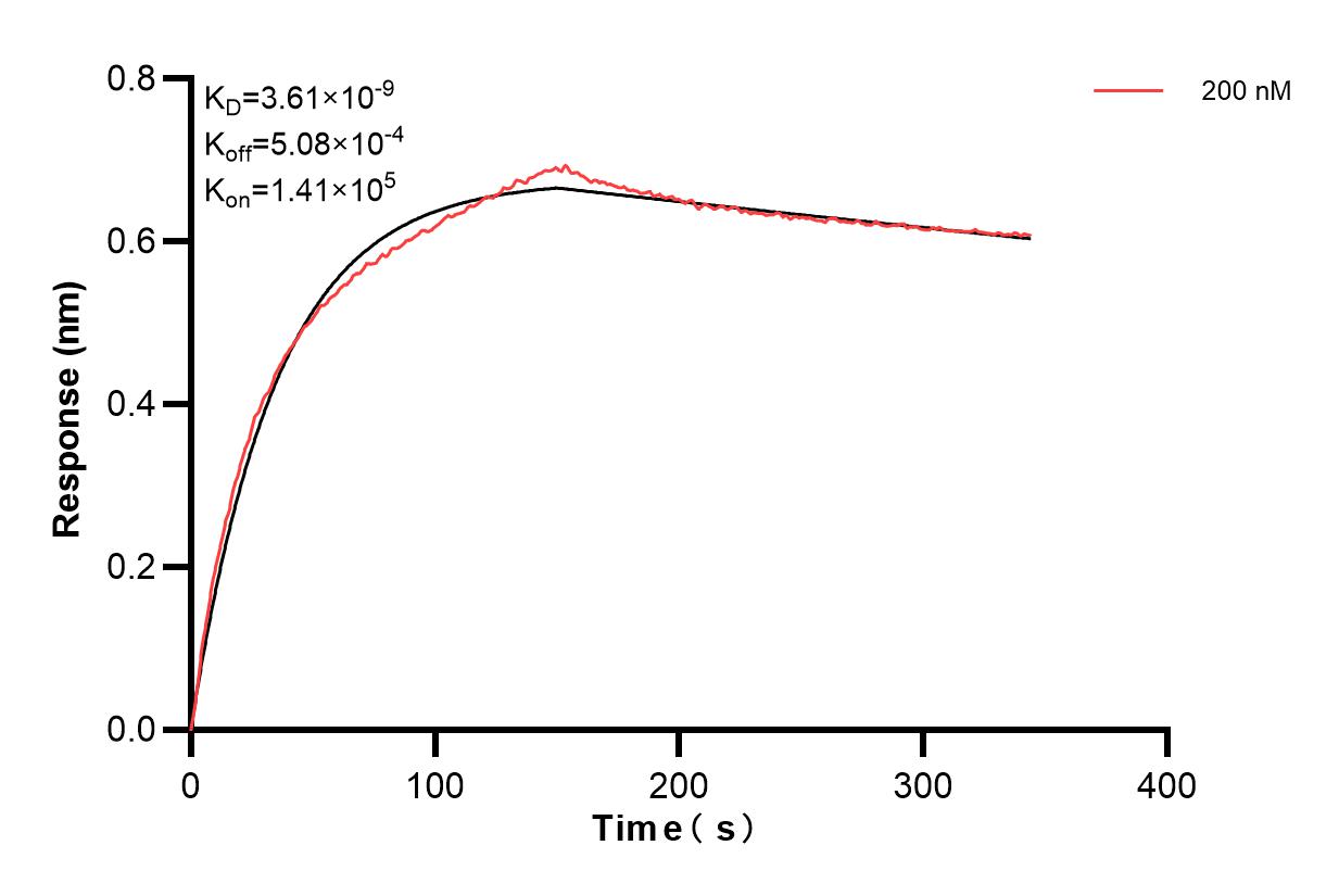 Biolayer interferometry (BLl) kinetic assays of 84709-1-PBS against Human YTHDF3 was performed. The affinity constant is 3.61 nM. Affinity and Kinetic Characterization of 84709-1-PBS