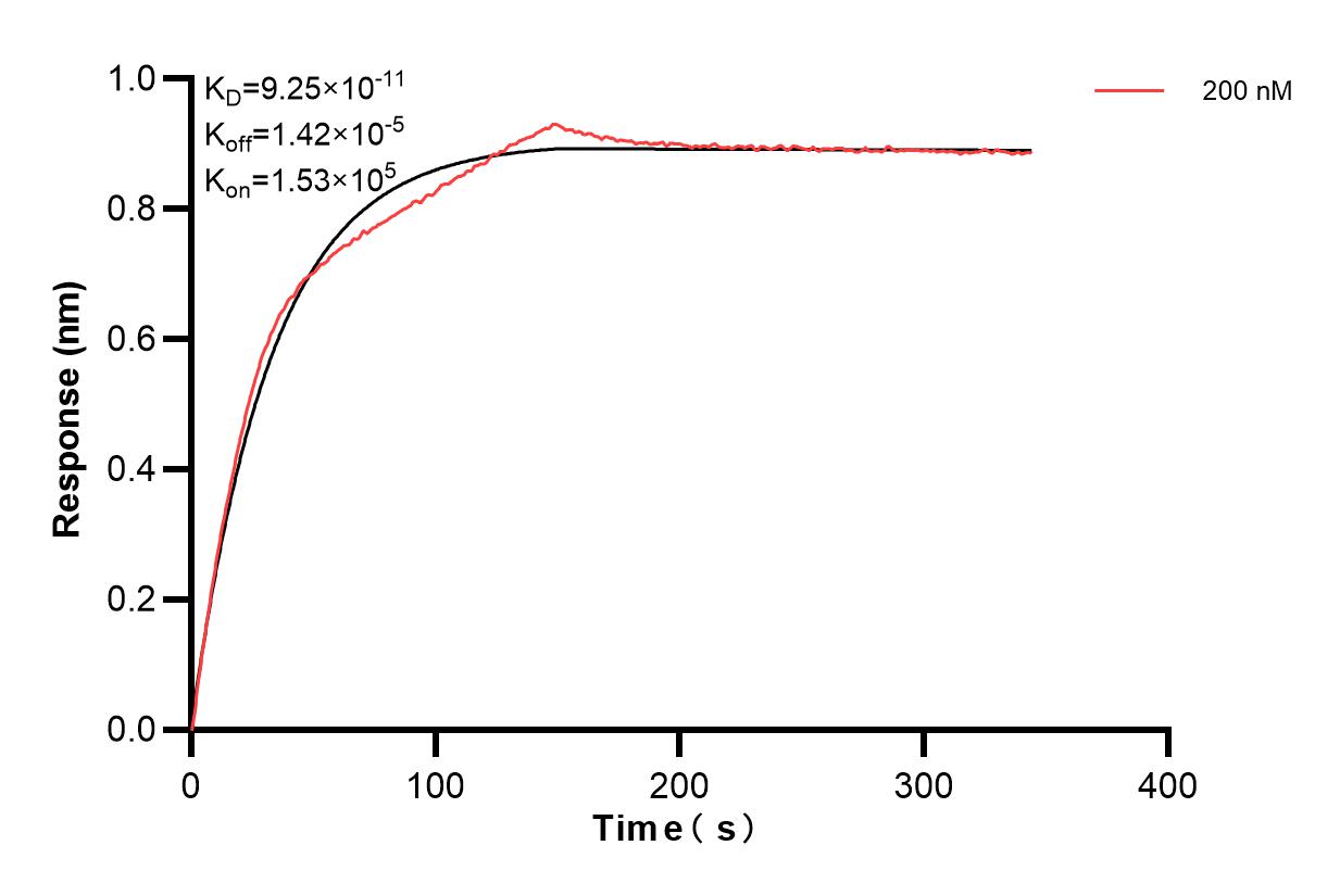 Biolayer interferometry (BLl) kinetic assays of 84709-2-PBS against Human YTHDF3 was performed. The affinity constant is 92.5 pM. Affinity and Kinetic Characterization of 84709-2-PBS